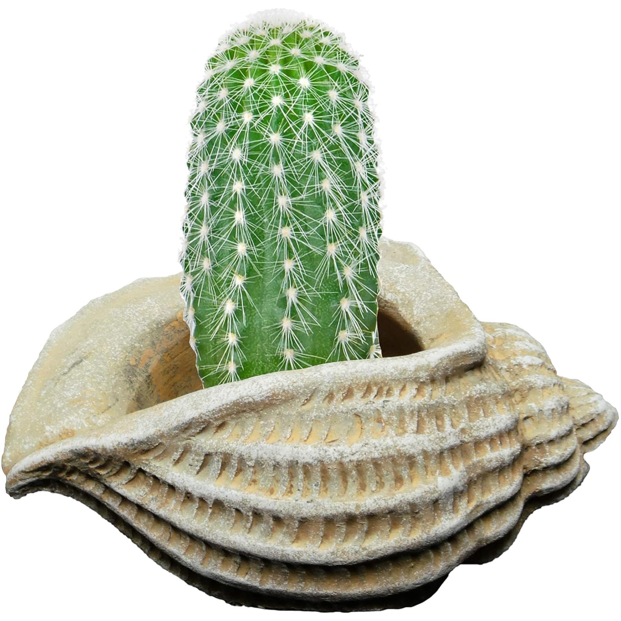 Classic Home and Garden Indoor Outdoor Cement Succulent Jagger Shell Planter, Beige, 5"