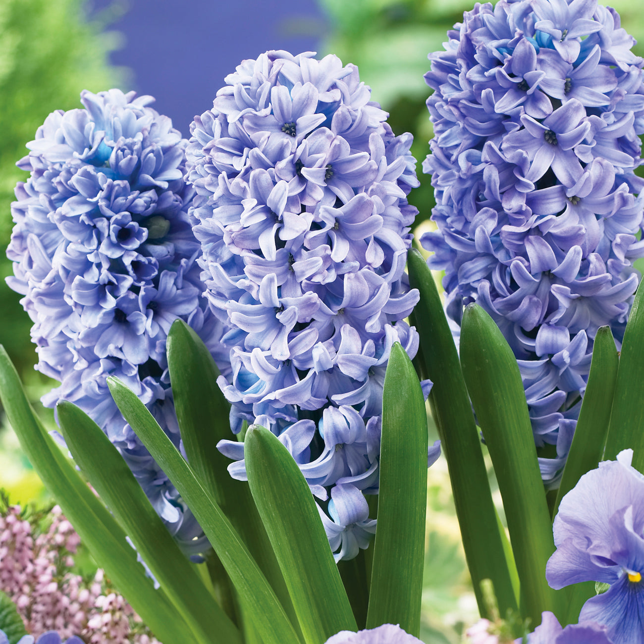 Rotteveel Live Flower Bulbs Delft Blue Hyacinth, Pack of 5